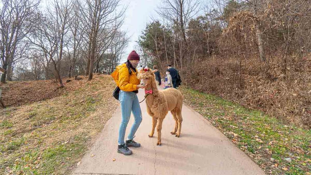 Girl Walking Alpaca - Things to do in Korea