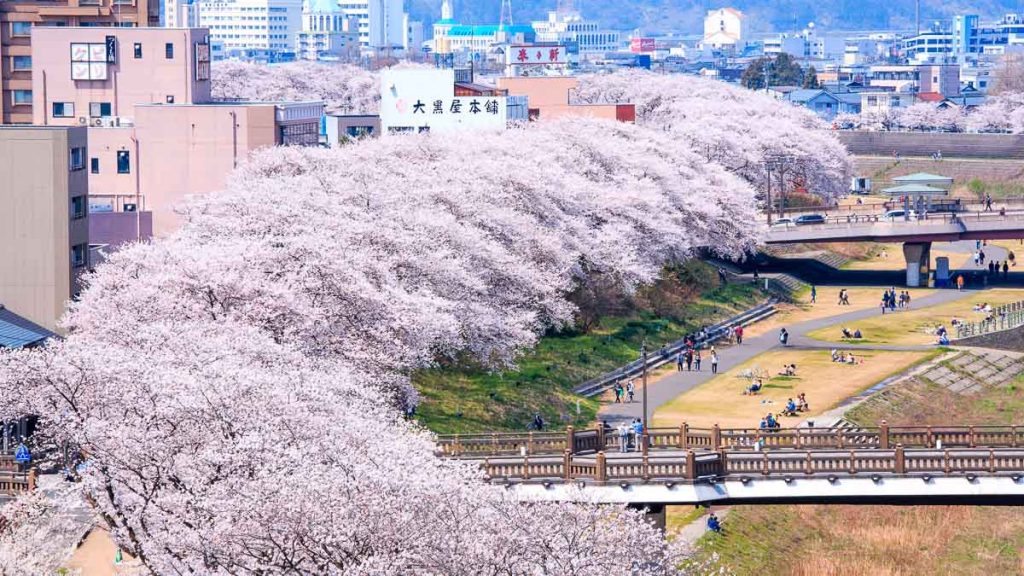 Scenic View of Cherry Blossoms Along Road - Central Japan