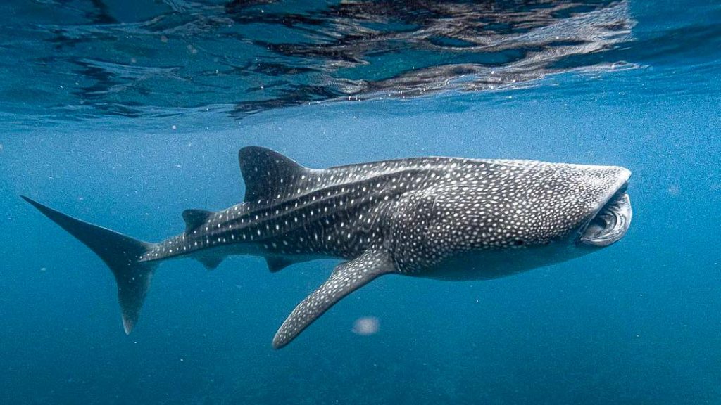 Maldives South Ari Atoll Snorkelling with Whale Sharks - Vaccinated travel lane Maldives Singapore