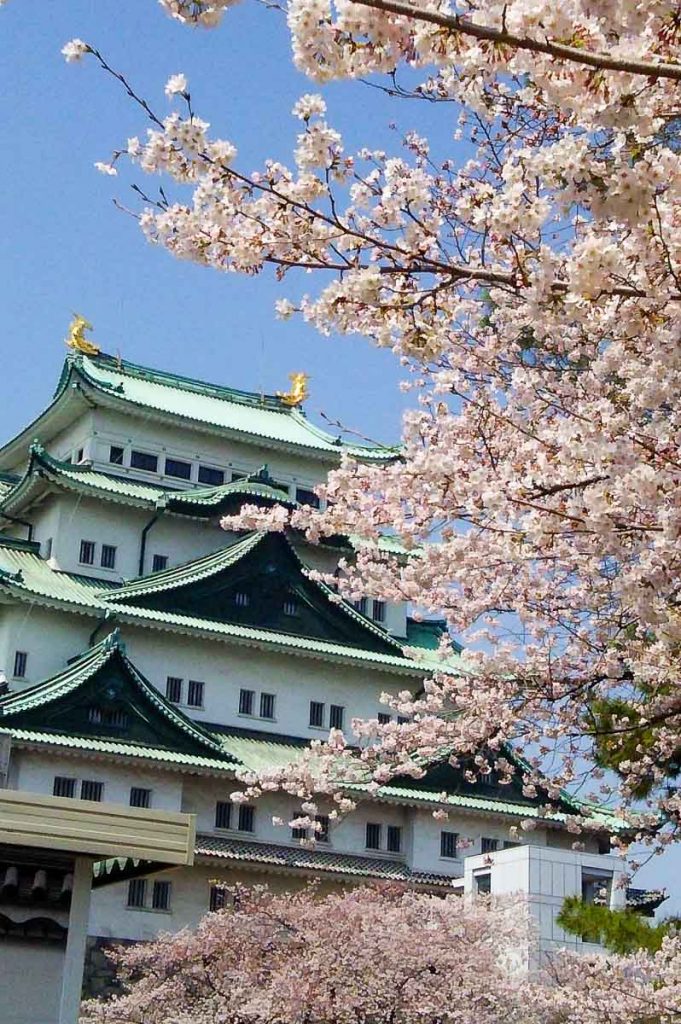 Nagoya Castle Surrounded with Cherry Blossoms - Takayama-Hokuriku Area Tourist Pass