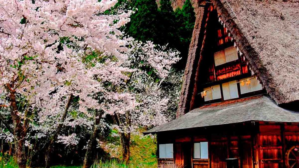 Cherry Blossoms in Shirakawago During Spring - Takayama-Hokuriku Area Tourist Pass