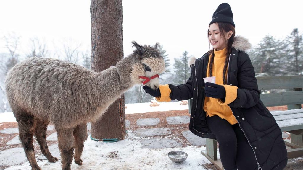 Girl Feeding Alpaca on Bench - South Korea Winter