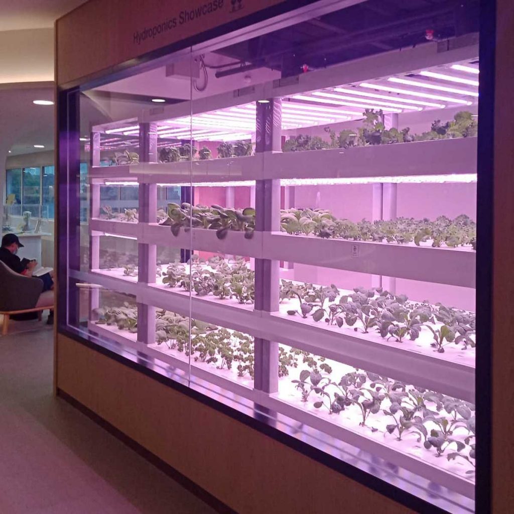 Hydroponics Showcase in Choa Chu Kang library - LTA OTWStories Hiddens Gems Around the Neighbourhood