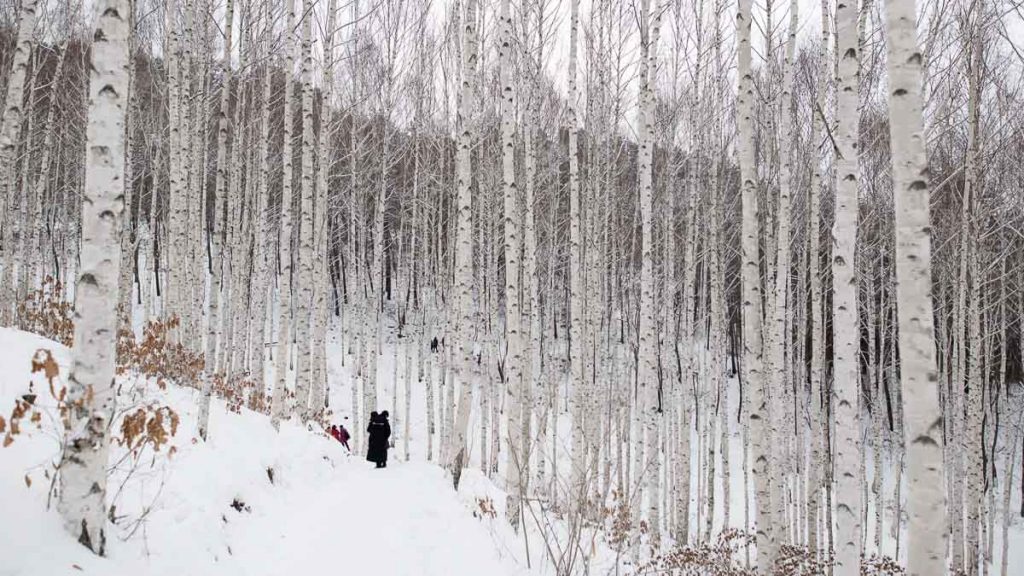 Wondaeri Birch Forest Winter - South Korea Winter