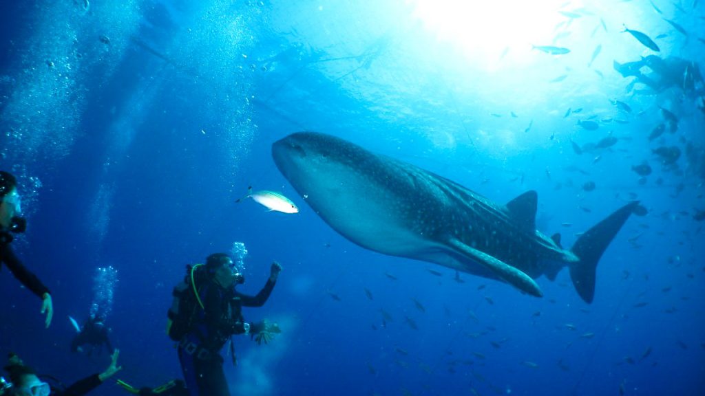 People Diving with Whale Shark Okinawa - Holiday Activities 