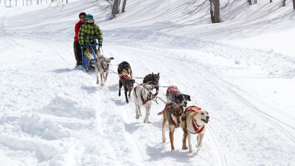 Couple Dog-sledding Down Mountain - Japan Outdoor Adventures