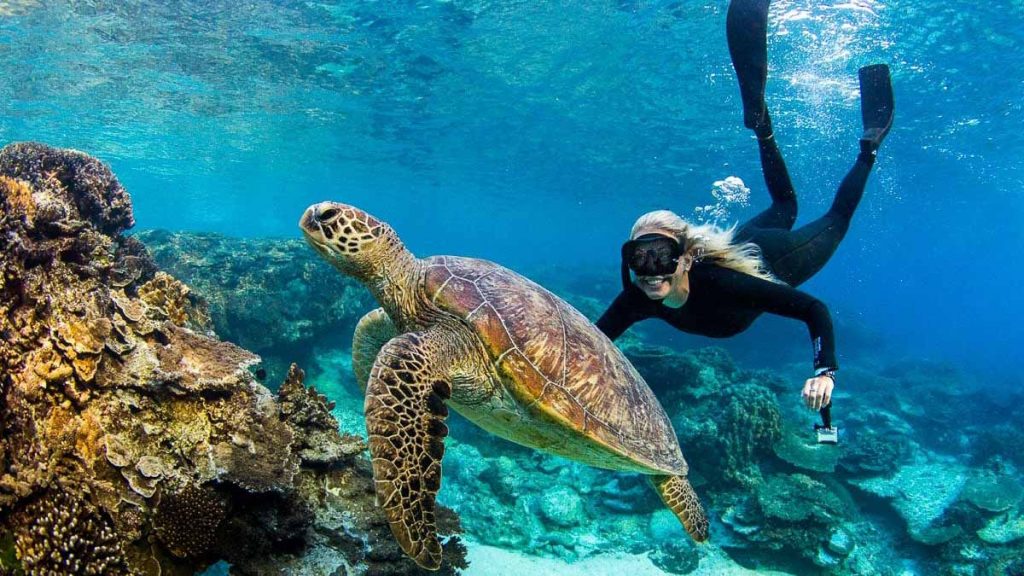 Woman Snorkelling with Turtle at Great Barrier Reef - Gold Coast Itinerary