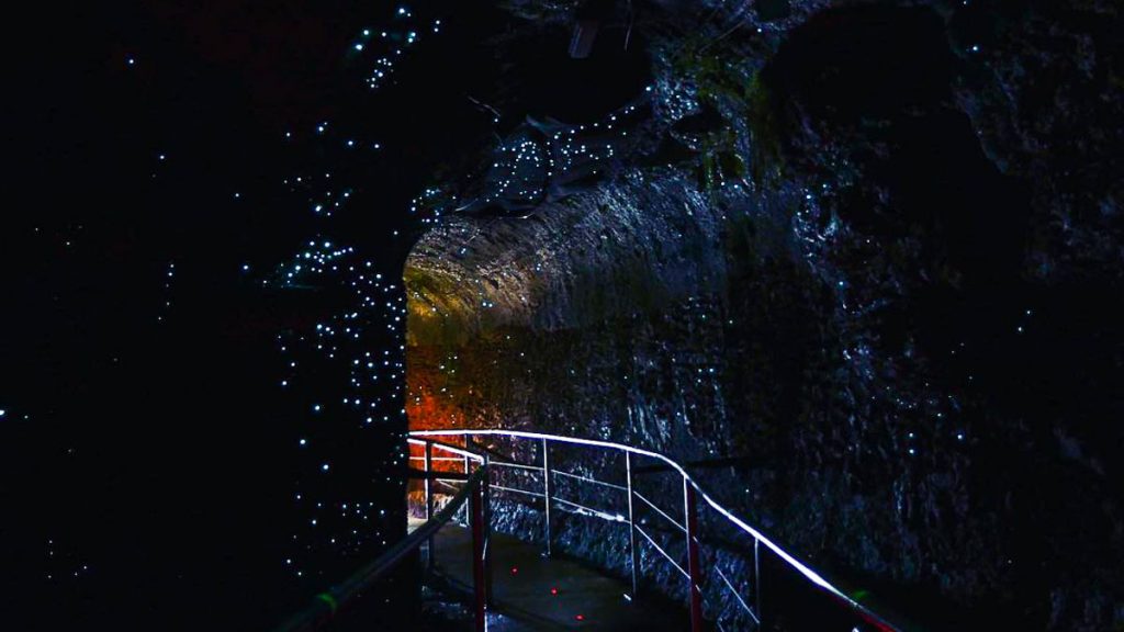 Glow Worms in Cave at Tamborine Mountain - Gold Coast Itinerary
