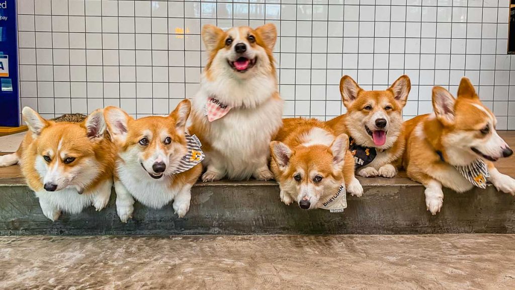 Corgi in the Garden Dog Cafe Corgi Group Photo - Things to do in Bangkok