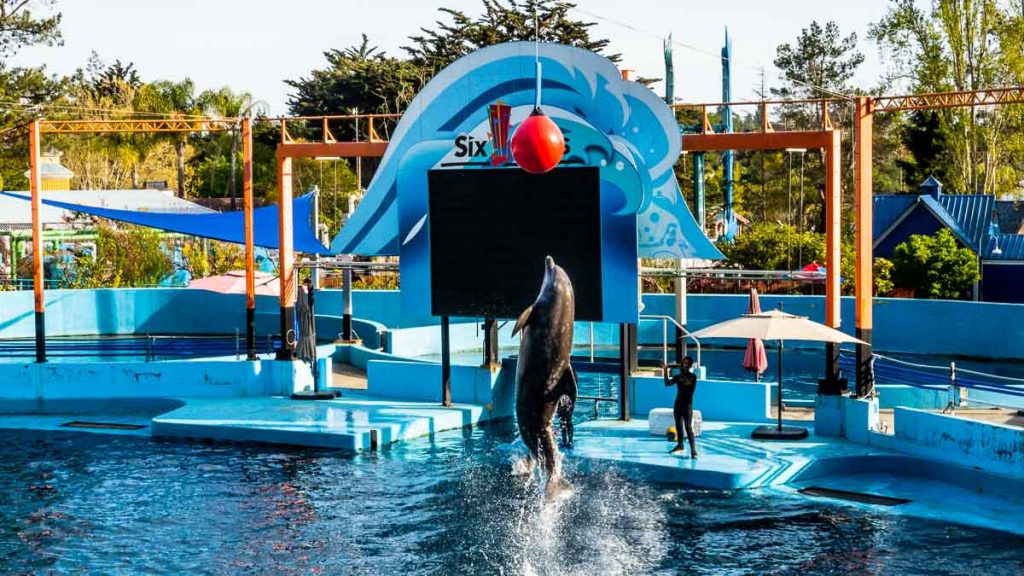 Dolphin show at Six Flags - SF Itinerary