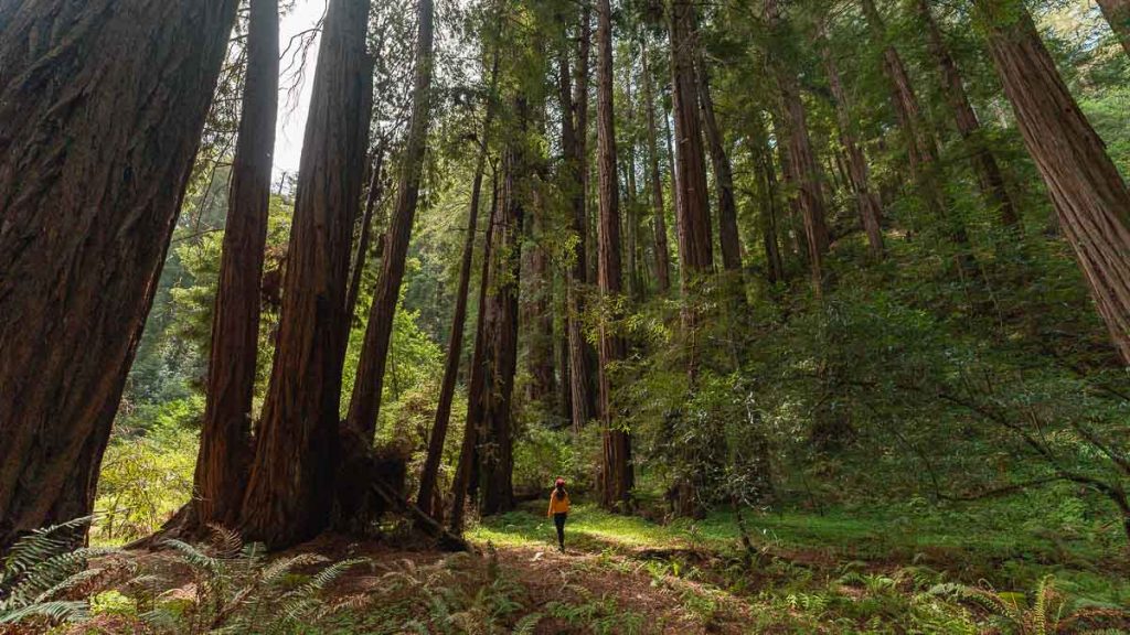 Girl in Muri Woods - Day Trips from San Francisco