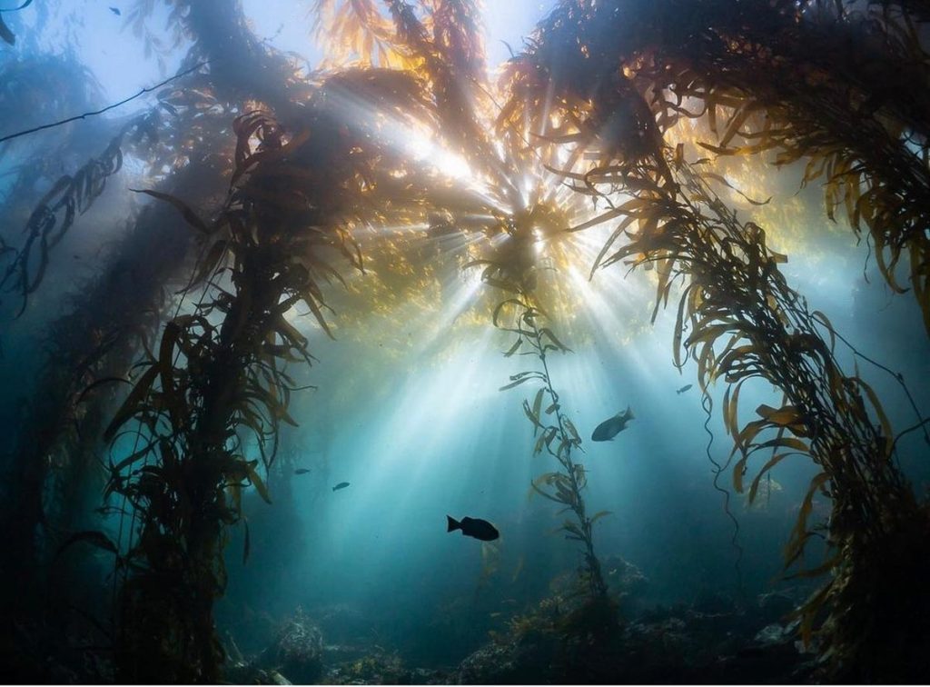 Kelp Forest Diving San Carlos Beach - Things to do in San Francisco