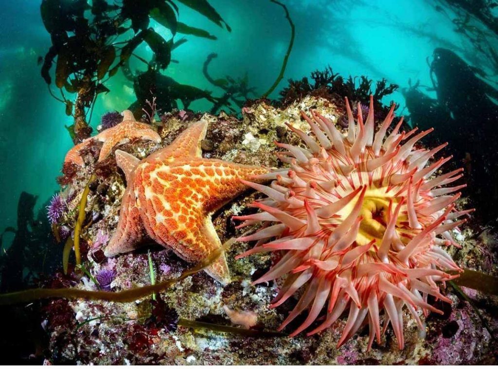 Kelp Forest Sea Anemone San Carlos Beach - Things to do in California