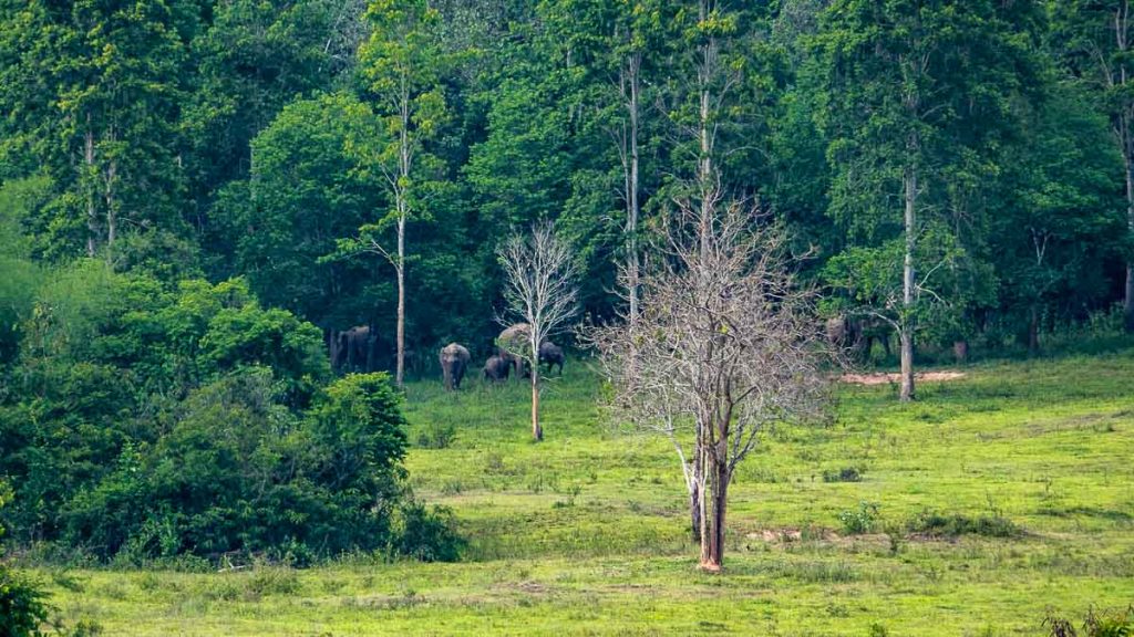 Kui Buri National Park Safari Tour Wild Elephants - Things to do in Hua Hin