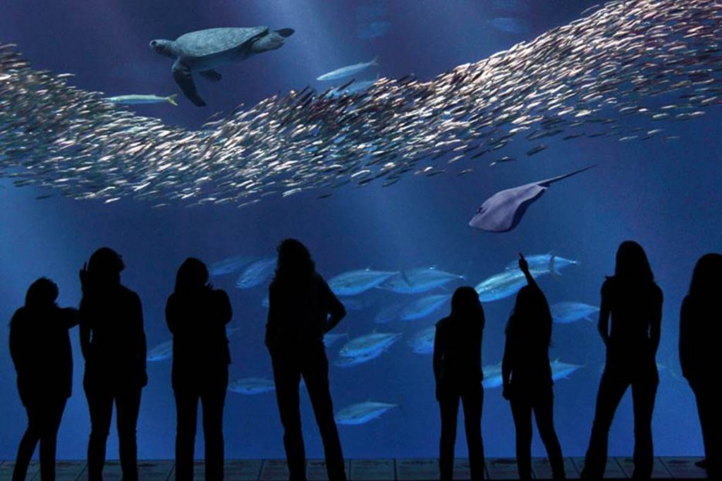 Monterey Bay Aquarium Open Sea Exhibit - Things to do in San Francisco
