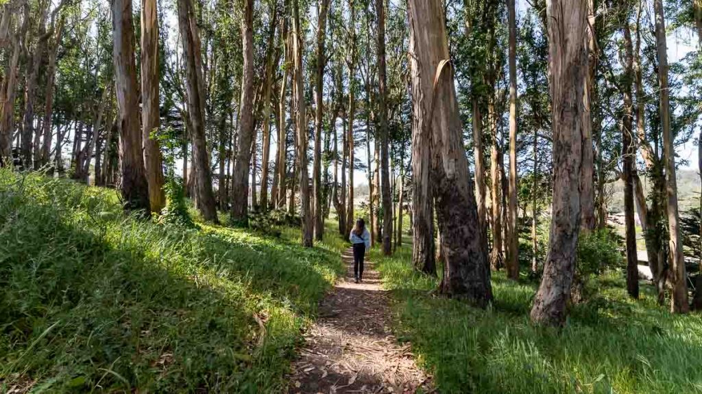 Lover's Lane Presidio - SF Itinerary