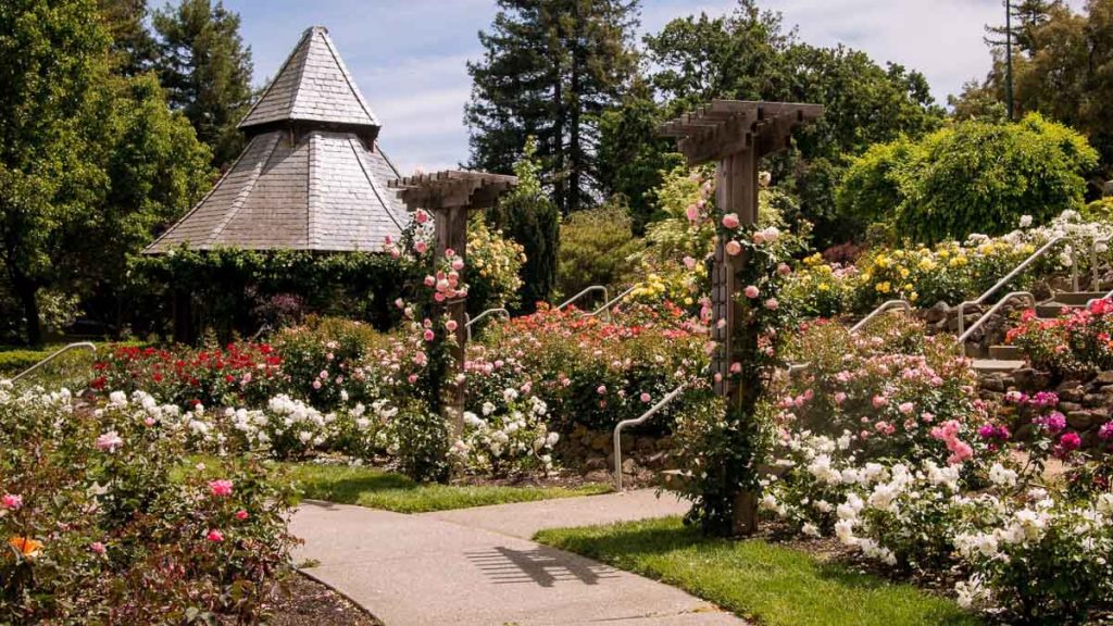Rose Gardens at Heather Farm - Things to do San Francisco