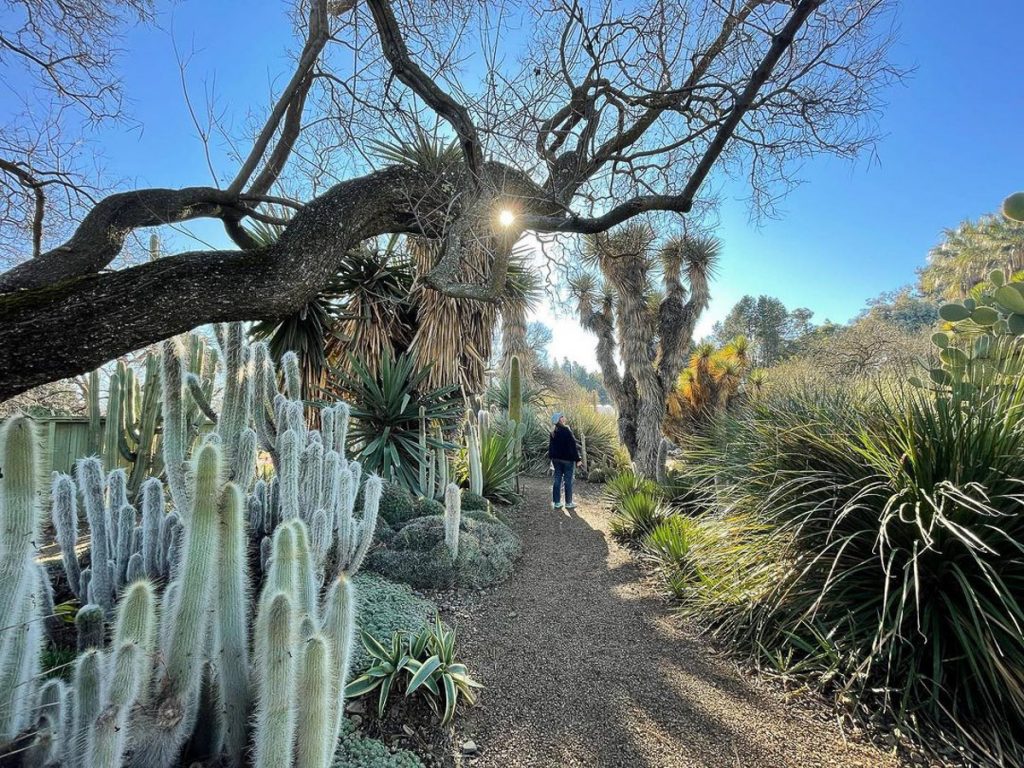 Ruth Bancroft Cacti Garden Walnut Creek - Things to do in San Francisco