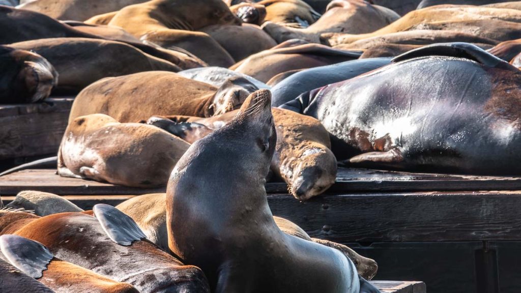 Sea lion at Pier 39 - SF Itinerary