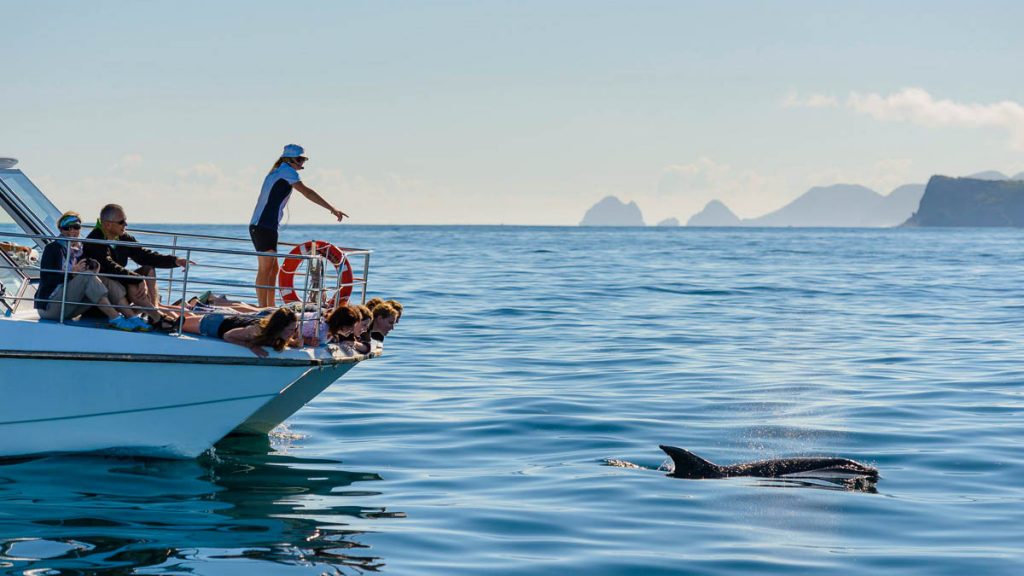 People swimming with dolphins in Bay of Islands - NZ Best Things