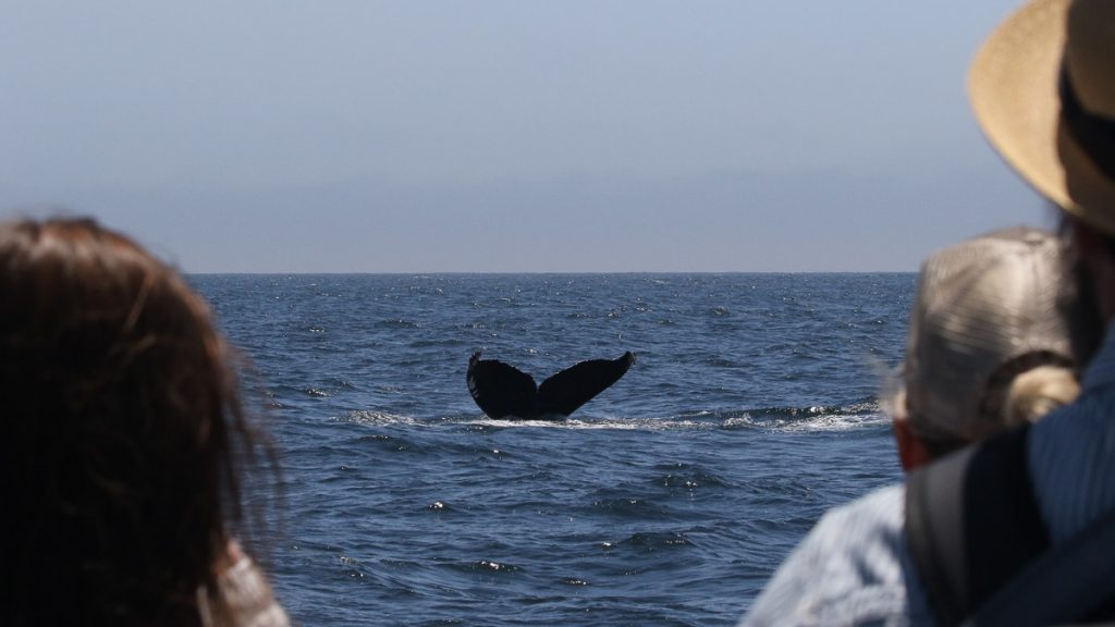 Whale Watching Muir beach 2 - Things to do in San Francisco