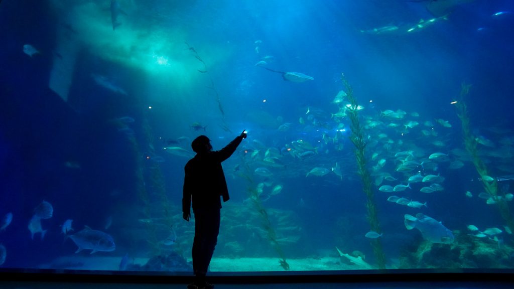 Boy at Aqua Planet Jeju - Things to do in Korea