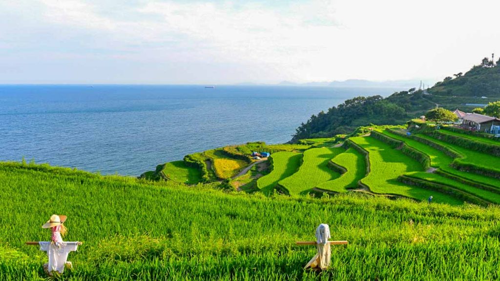 Green Rice Terraces at Gacheon Daraengi Village - Busan Hidden Gems