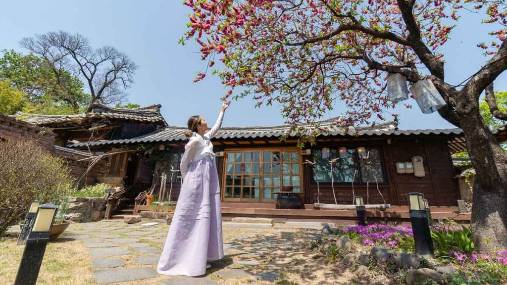 Girl in Hanbok at Gyeongju Gyochon Traditional Village - South Korea Cherry Blossom