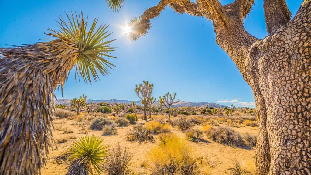 Joshua Tree National Park - Driving in Palm Springs