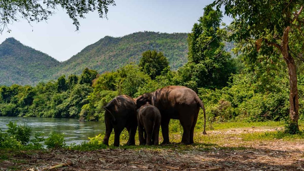 Kanchanaburi Elephants World Elephant Daycare - Thailand Road Trip