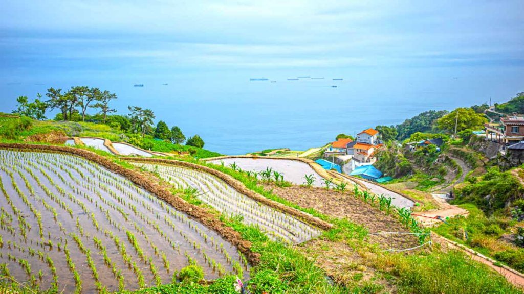 Rice Paddies on Mountain in Namhae - Things to do in South Korea