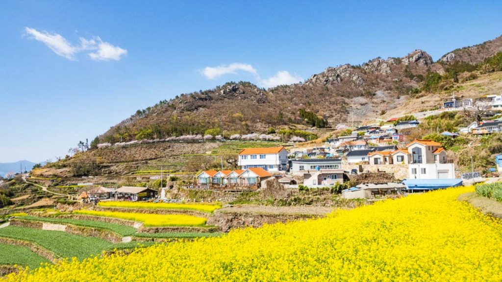 Namhae Rice Terraces Against Mountain Backdrop - Busan Hidden Gems