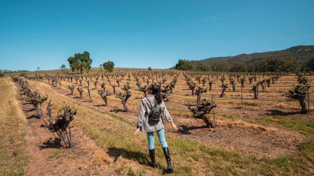 Girl Among Sonoma Valley Olive Trees B.R. Cohn Winery - Things to do in San Francisco