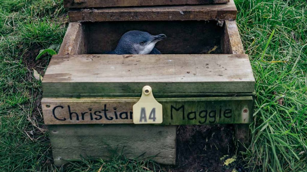 Akaroa Pohatu Penguin Watching Tour Little Penguins - Best Things to do in New Zealand