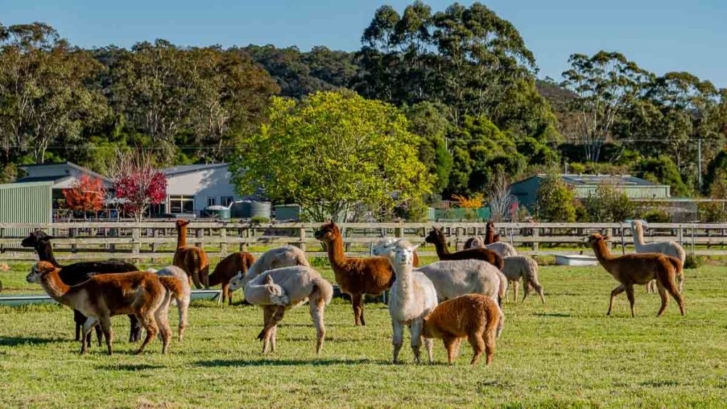 Iris Lodge Alpacas Day Trip from Sydney New South Wales Itinerary