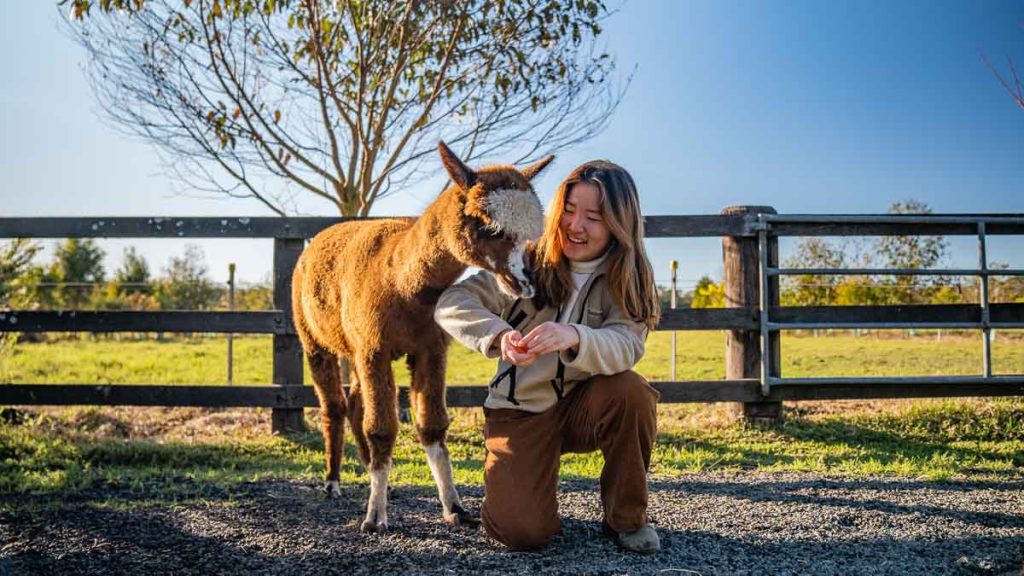 Iris Lodge Alpacas Visitor Feeding Alpaca -  Best Things to do in New South Wales