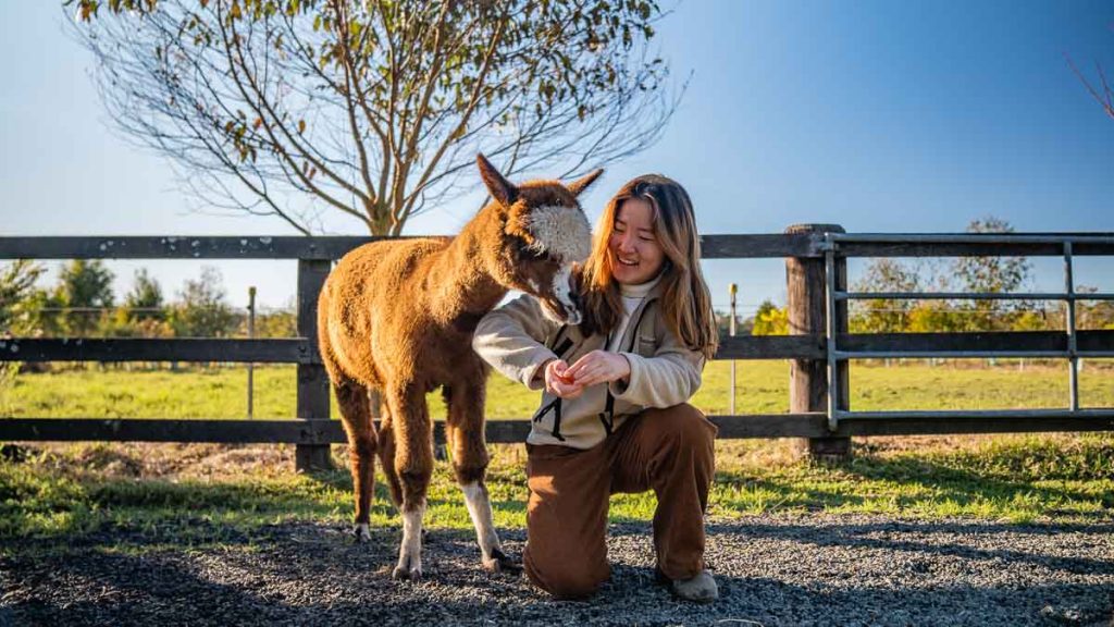 Iris Lodge Alpacas Visitor Feeding Alpaca - New South Wales Itinerary