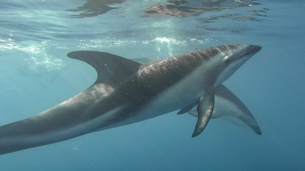 Kaikoura Dolphin Encounter Swimming with Dusky Dolphins - Best Things to do in Kaikoura