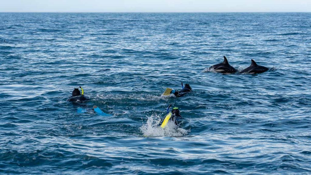Kaikoura Dolphin Encounter Swimming with Dusky Dolphins - New Zealand South Island Guide