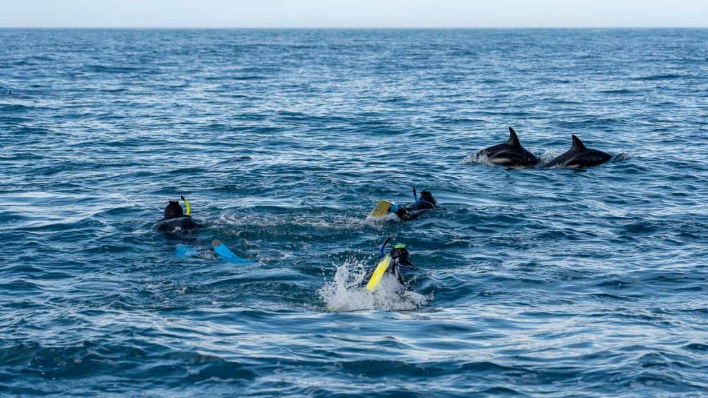 Kaikoura Dolphin Encounter Swimming with Dusky Dolphins - Best Things to do in Kaikoura