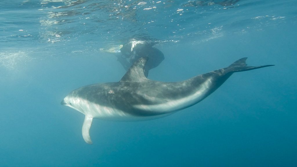 Kaikoura Dolphin Encounter Swimming with Wild Dolphins - New Zealand South Off-peak
