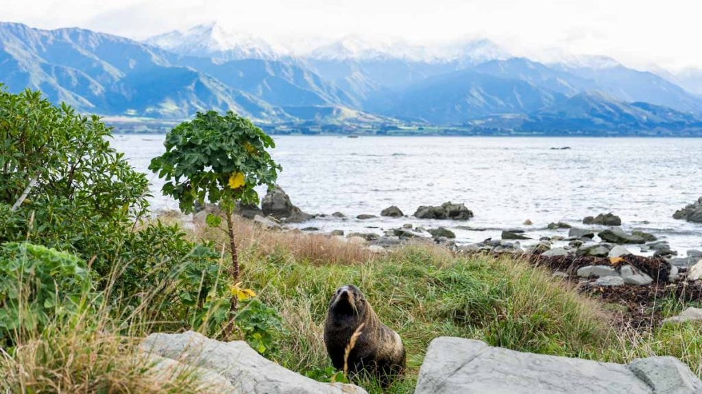 Kaikoura Scenery and Seal - New Zealand South Island Itinerary