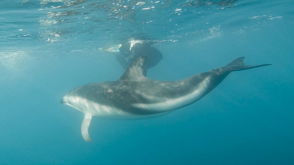 Kaikoura Swimming with Dusky Dolphins in Wetsuits - New Zealand South Island Guide