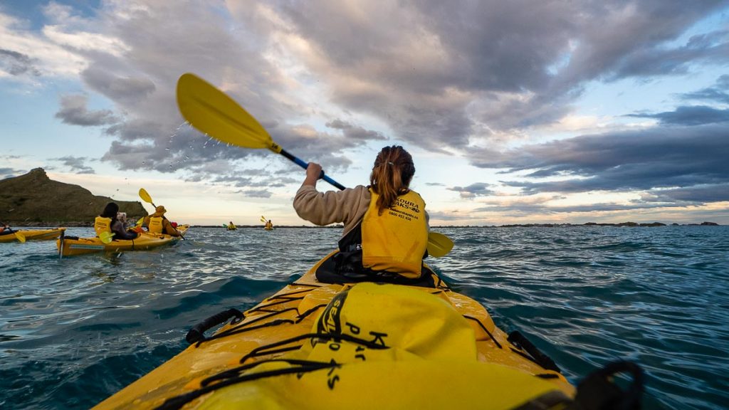 Kaikoura Wildlife Kayaking Tour - New Zealand South Island Guide