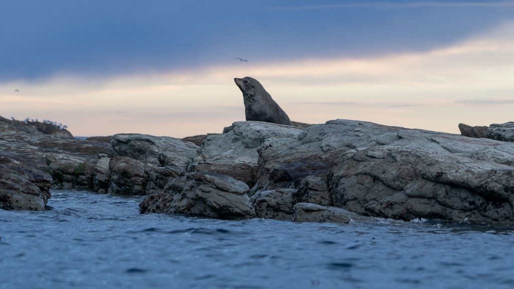 Kaikoura Wildlife Kayaking Tour Seal Spotting -  Best Things to do in Kaikoura