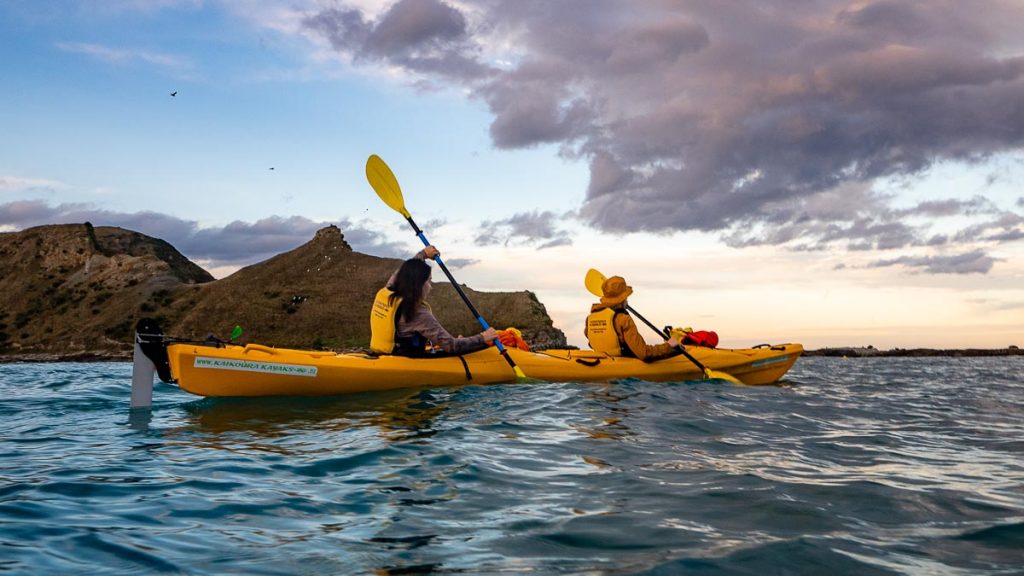 Kaikoura Wildlife Kayaking Tour with Seals - New Zealand South Island Guide