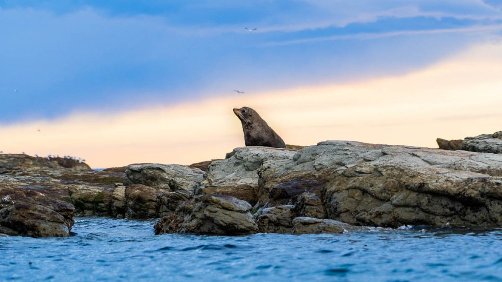 Kayak with Seals Kaikoura - New Zealand South Island Itinerary