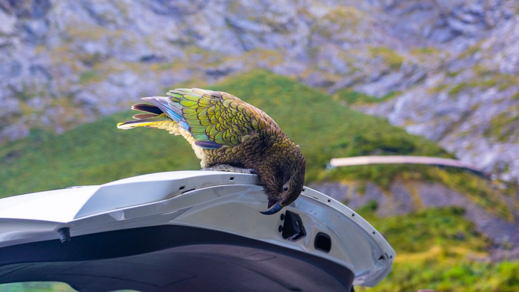 Kea Bird in Milford Sound - New Zealand Milford Sound