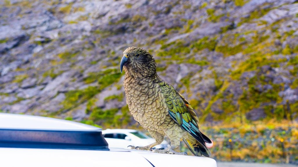 Kea Bird in Milford Sound - New Zealand South Island Itinerary