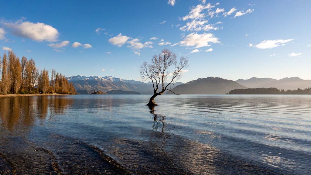 Lake Wanaka Wanaka Tree - New Zealand South Island Guide